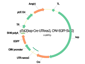 pTol2(kop-Cre-UTRnos3, CMV-EGFP-SV40)